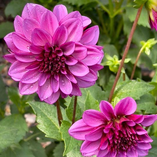 Flowerbulbs amsterdam Mix Gerard's Darlings, 6 Dahlia Natal & 6 Dahlia Blue Bell knollen voor 2 m² (8720938490811)