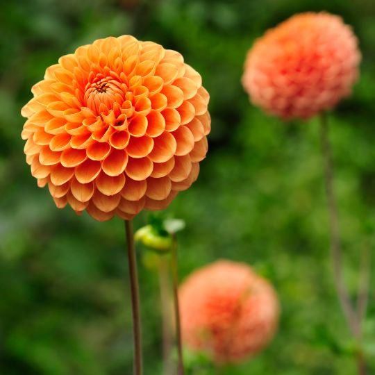 Flowerbulbs amsterdam Mix Pompon Splash, 6 Dahlia Little Robert & 6 Dahlia Ralphie knollen voor 2 m² (8720938490750)