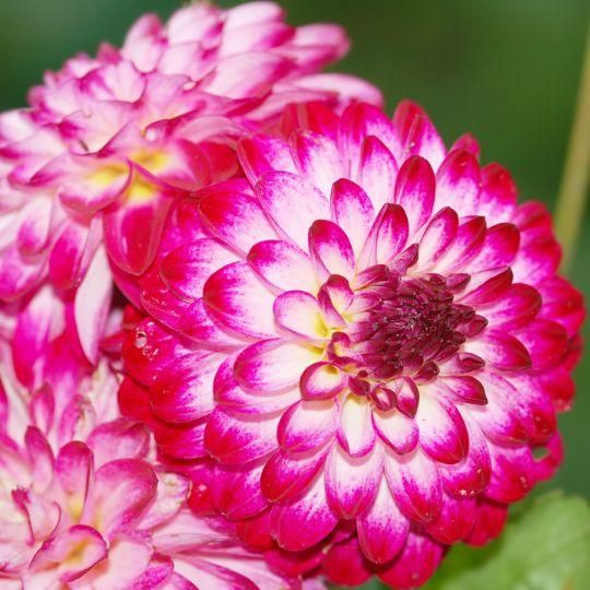 Flowerbulbs amsterdam Mix Pompon Splash, 6 Dahlia Little Robert & 6 Dahlia Ralphie knollen voor 2 m² (8720938490750)