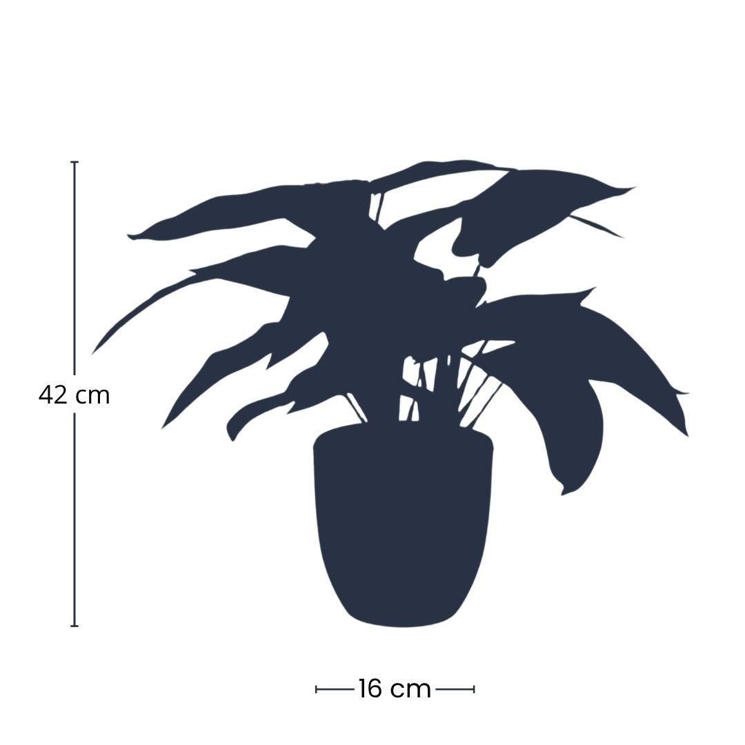 Calathea Zebrina in zwarte pot - 42 cm hoog - Kunstplant (8714344345247)