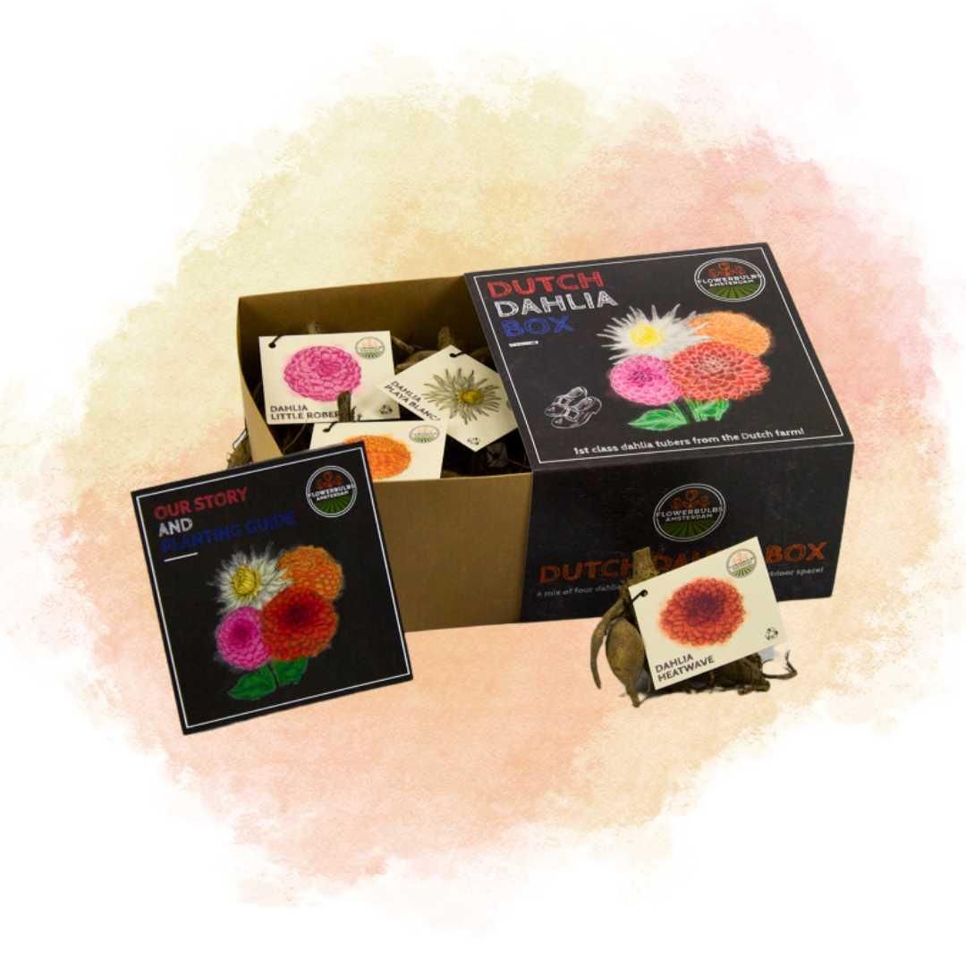Flowerbulbs amsterdam Luxe Box Medium, set van 4 Dutch dahlia's (8720938490392)