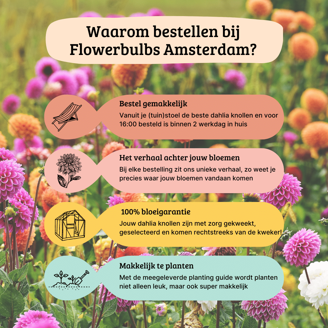Flowerbulbs amsterdam Luxe Box Medium, set van 4 Dutch dahlia's (8720938490392)