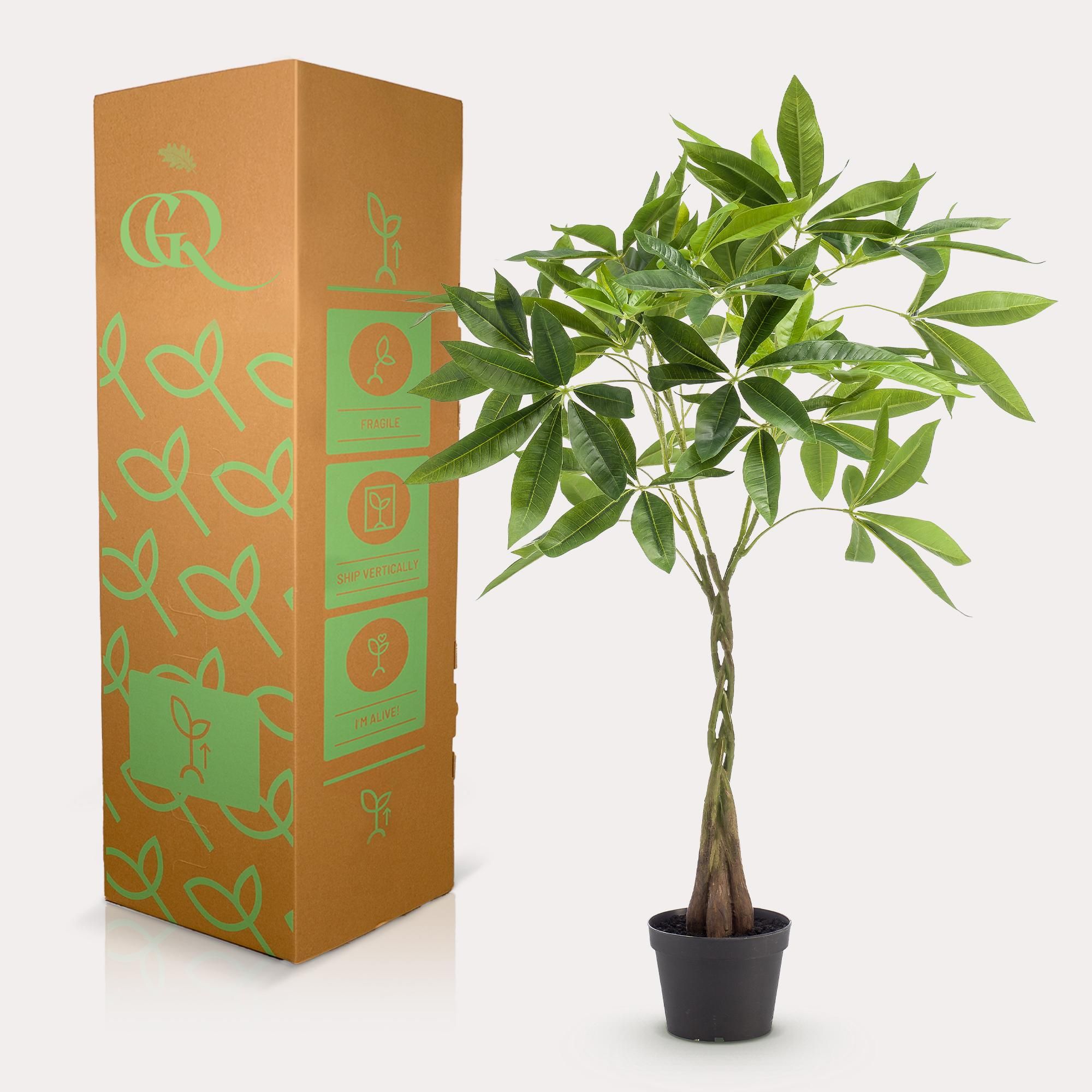 kunstplant - Pachira aquatica - Geldboom (8720872542300)