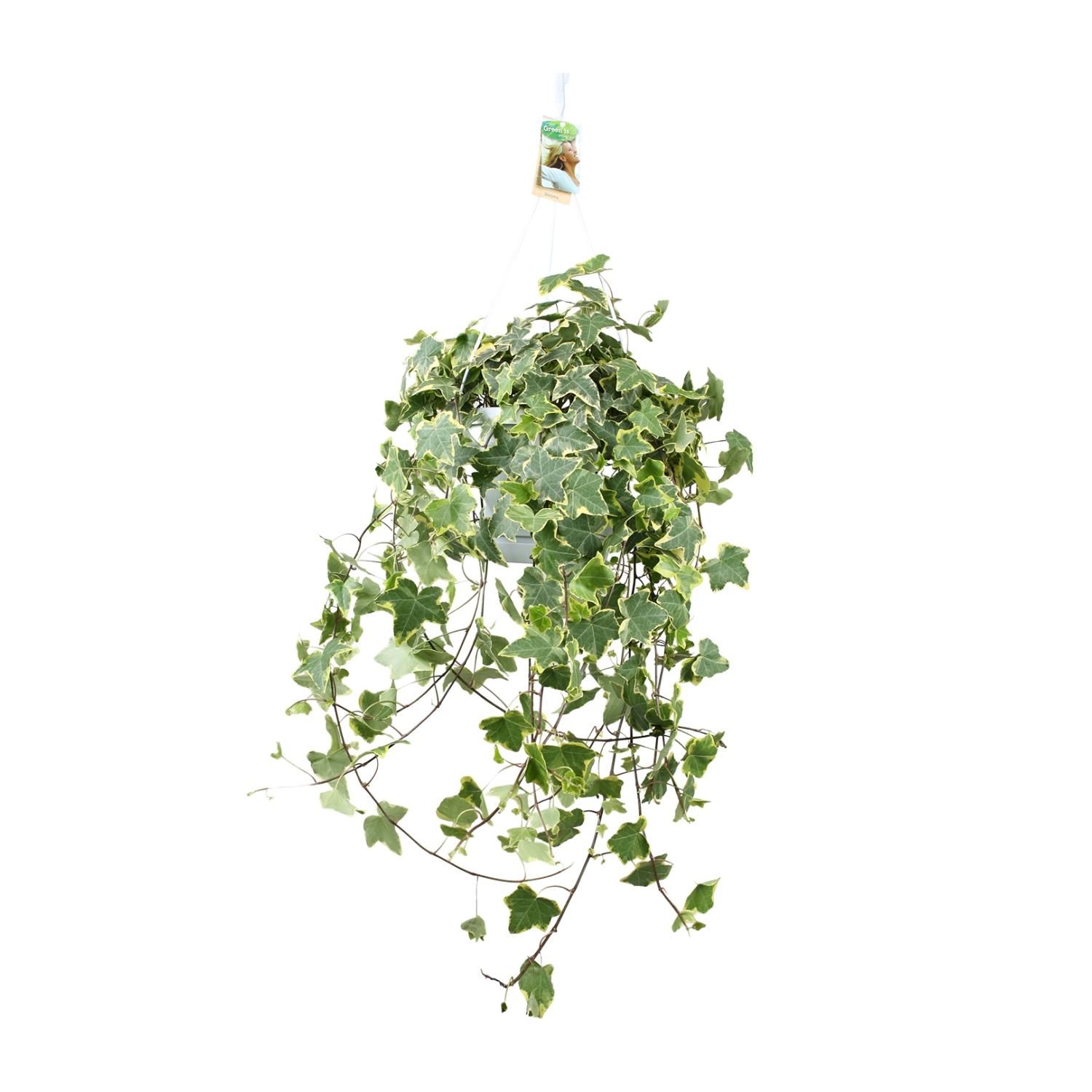 Hedera Helix Gold Child - Hang/XXL - Ø24cm - ↕cm (33024)