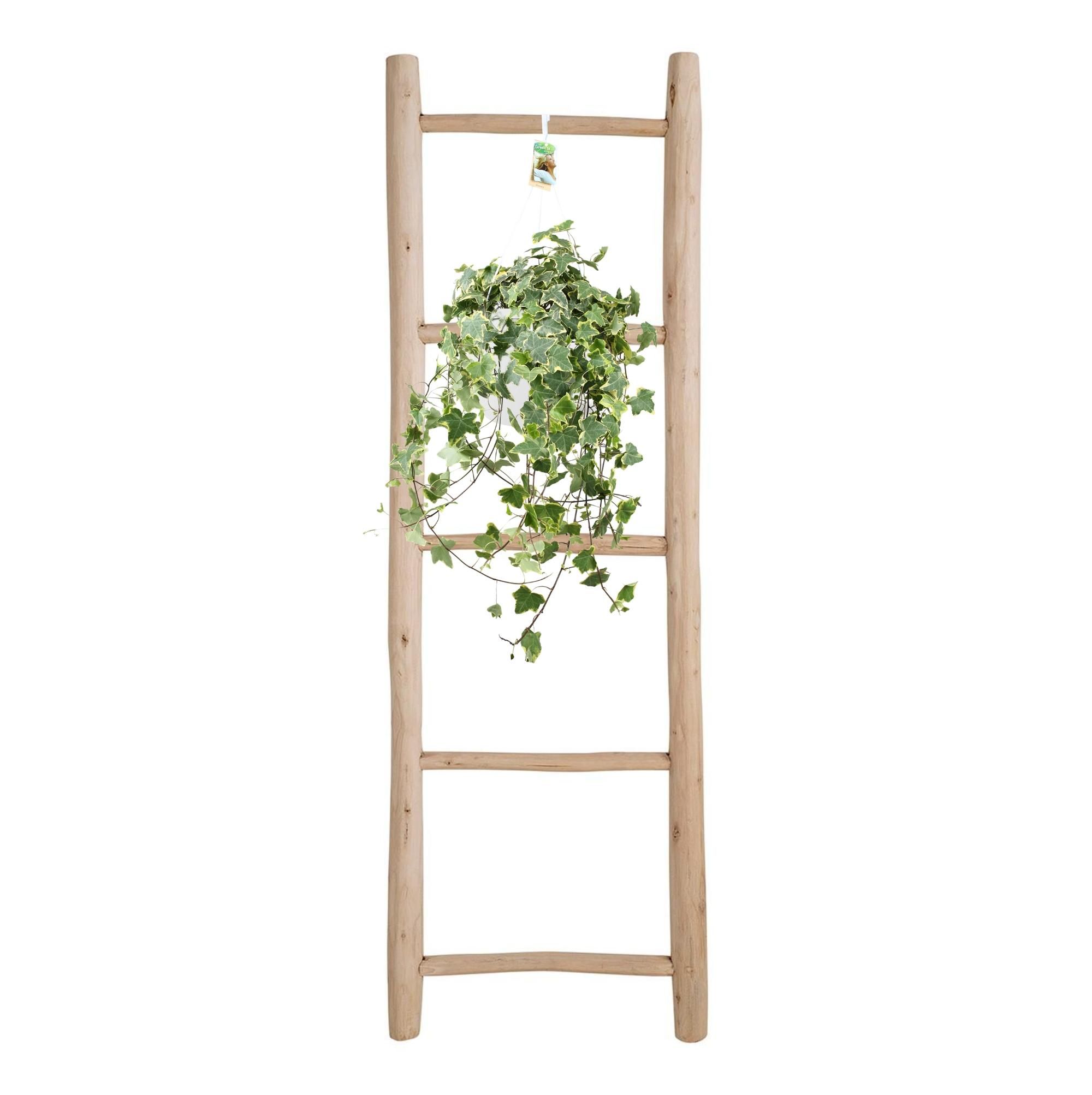 Hedera Helix Gold Child - Hang/XXL - Ø24cm - ↕cm (33024)