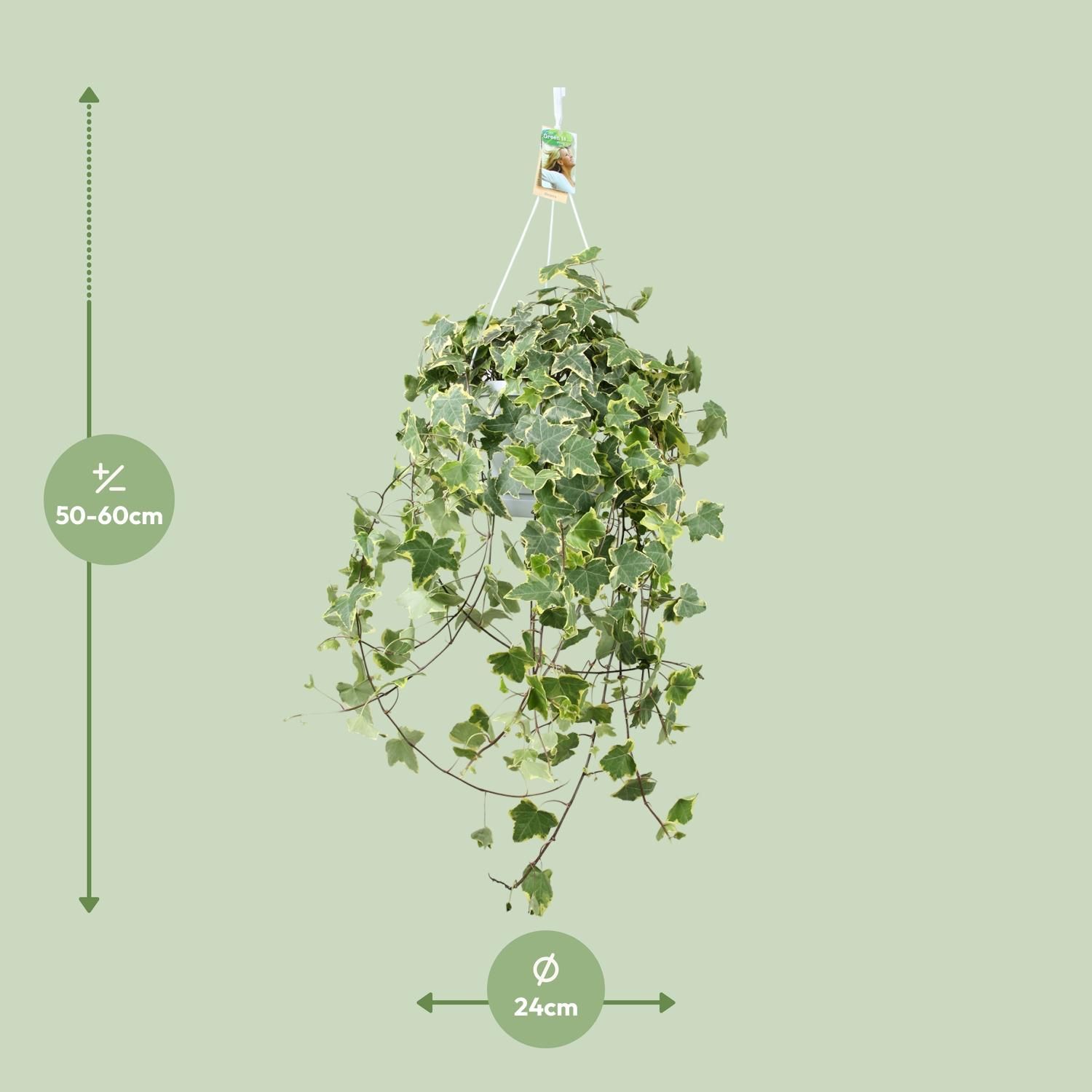 Hedera Helix Gold Child - Hang/XXL - Ø24cm - ↕cm (33024)