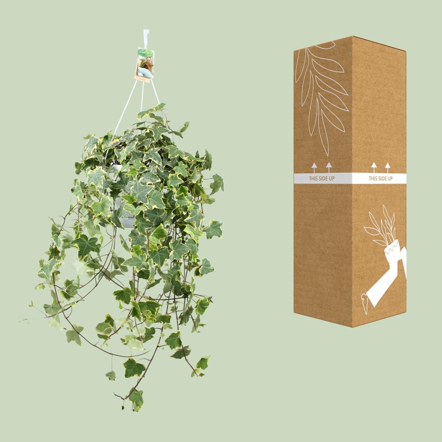 Hedera Helix Gold Child - Hang/XXL - Ø24cm - ↕cm (33024)