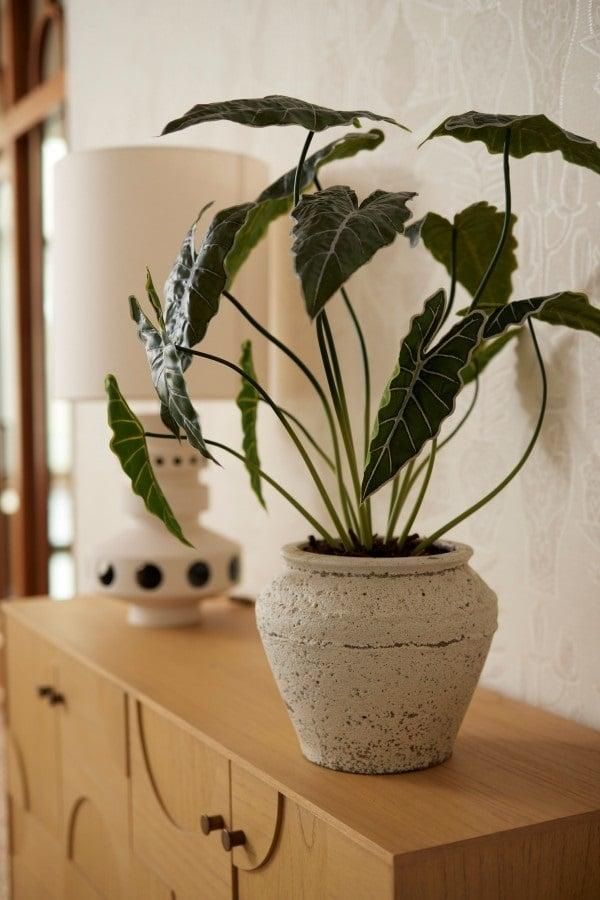 Alocasia 80cm - Kunstplant (08714344298581)