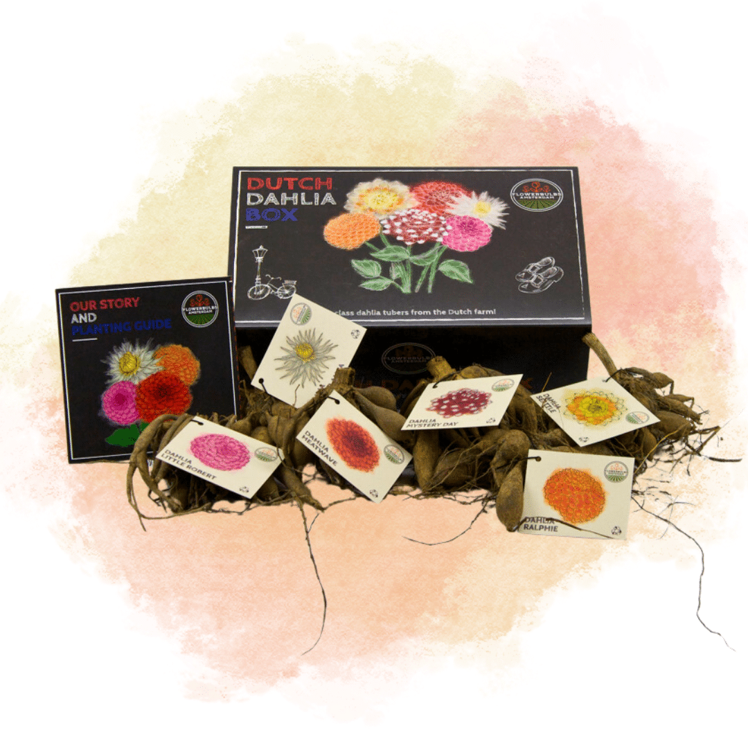 Flowerbulbs amsterdam Luxe Box Large, set van 6 Dutch dahlia's (8720938490385)