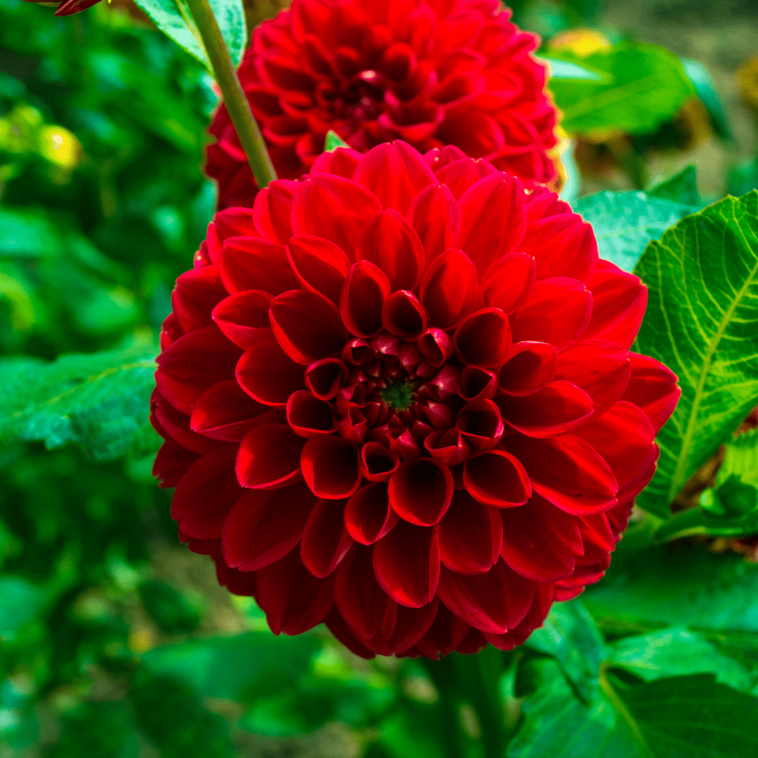 Flowerbulbs amsterdam Luxe Box Large, set van 6 Dutch dahlia's (8720938490385)