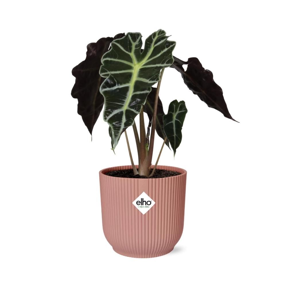 Alocasia ‘Polly’ in ELHO Vibes Fold 14cm roze (21739)