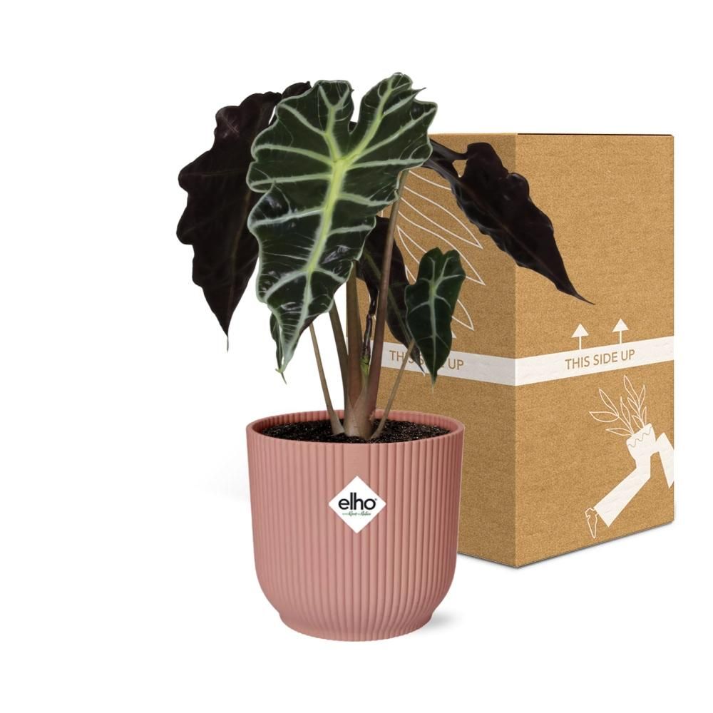 Alocasia ‘Polly’ in ELHO Vibes Fold 14cm roze (21739)