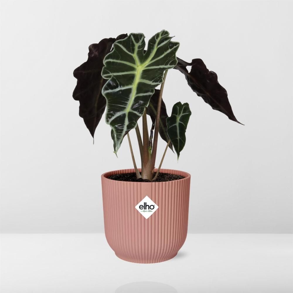 Alocasia ‘Polly’ in ELHO Vibes Fold 14cm roze (21739)