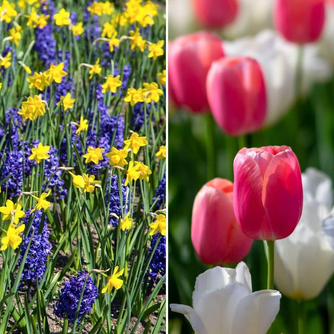 Flowerbulbs amsterdam Super Holland Mix - Duurzame voordeelzak, 100 bloembollen voor 2,5 m2 bloemenpracht - Maat 12+ (8720938490903)