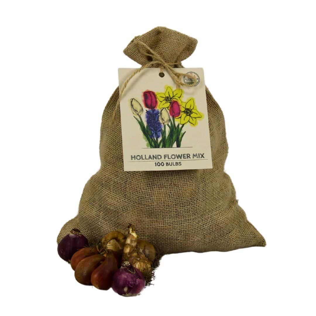Flowerbulbs amsterdam Super Holland Mix - Duurzame voordeelzak, 100 bloembollen voor 2,5 m2 bloemenpracht - Maat 12+ (8720938490903)