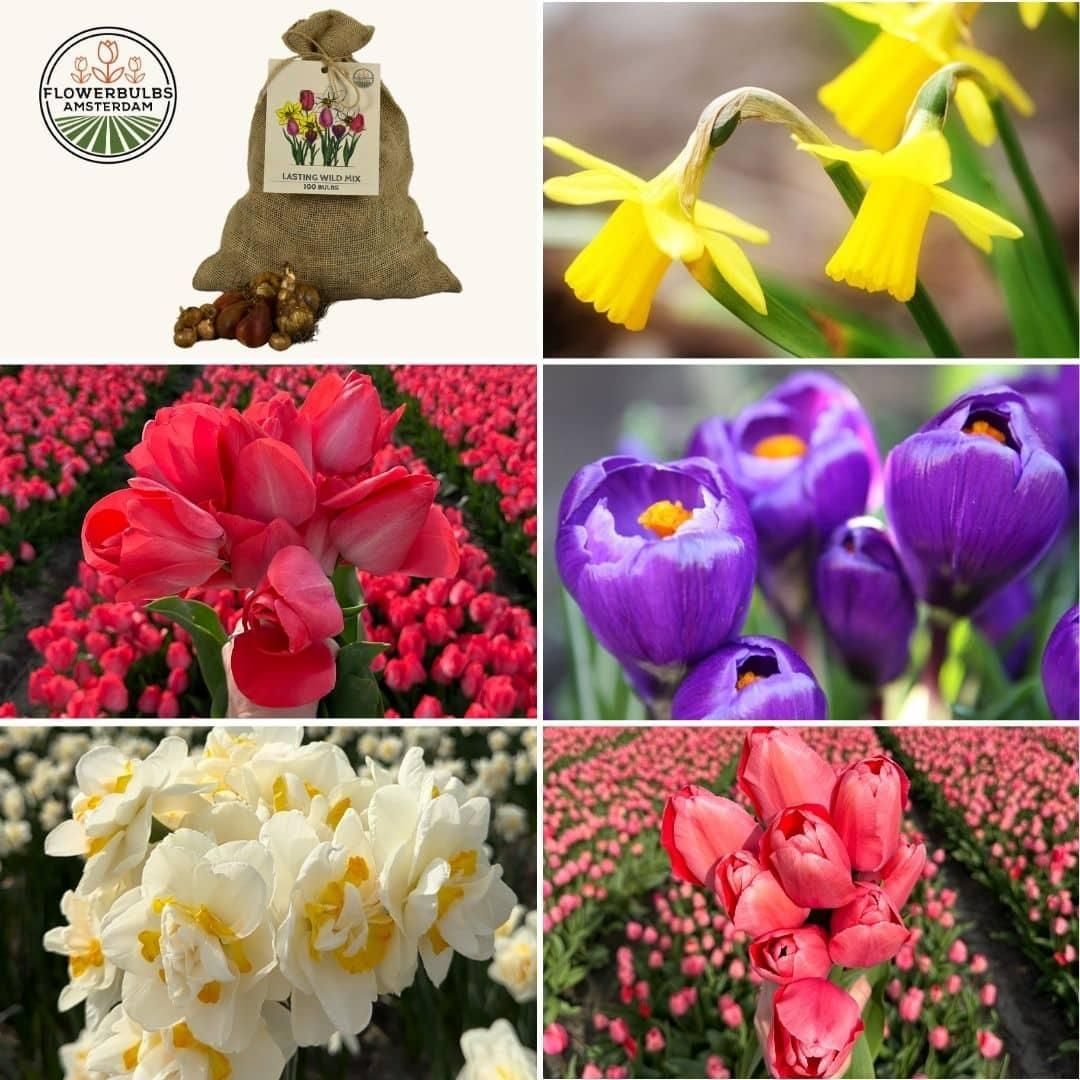 Flowerbulbs amsterdam Super Lasting Wild Mix - Duurzame voordeelzak, 100 bloembollen voor 2,5 m2 bloemenpracht (8720938490927)