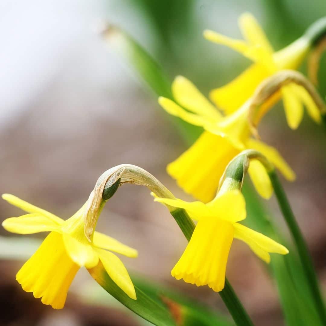 Flowerbulbs amsterdam Super Lasting Wild Mix - Duurzame voordeelzak, 100 bloembollen voor 2,5 m2 bloemenpracht (8720938490927)