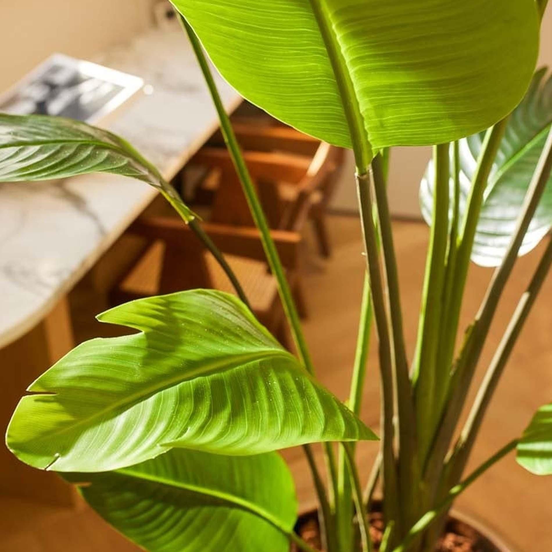 Strelitzia nicolai - 180 cm - In zwarte pot - Kunstplant (8714344333350)