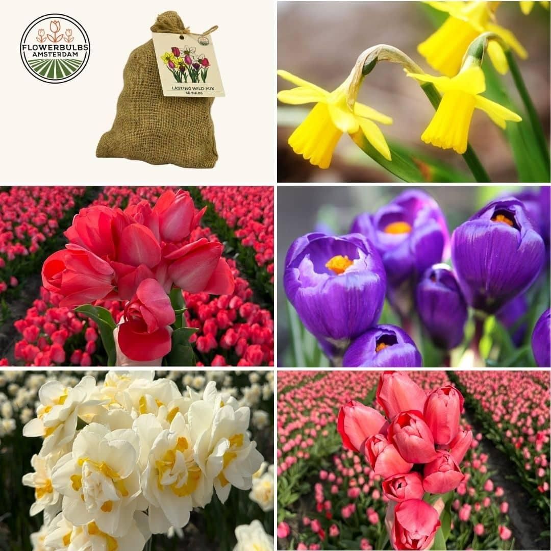 Flowerbulbs amsterdam Medium Lasting Wild Mix - Duurzame voordeelzak, 50 bloembollen voor 1 m2 bloemenpracht (8720938490910)