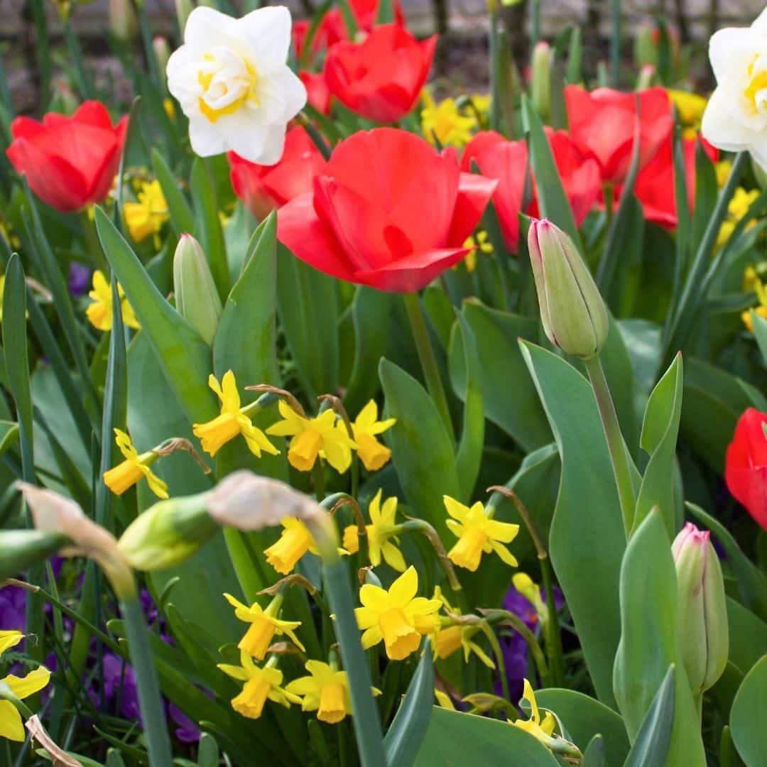 Flowerbulbs amsterdam Medium Lasting Wild Mix - Duurzame voordeelzak, 50 bloembollen voor 1 m2 bloemenpracht (8720938490910)