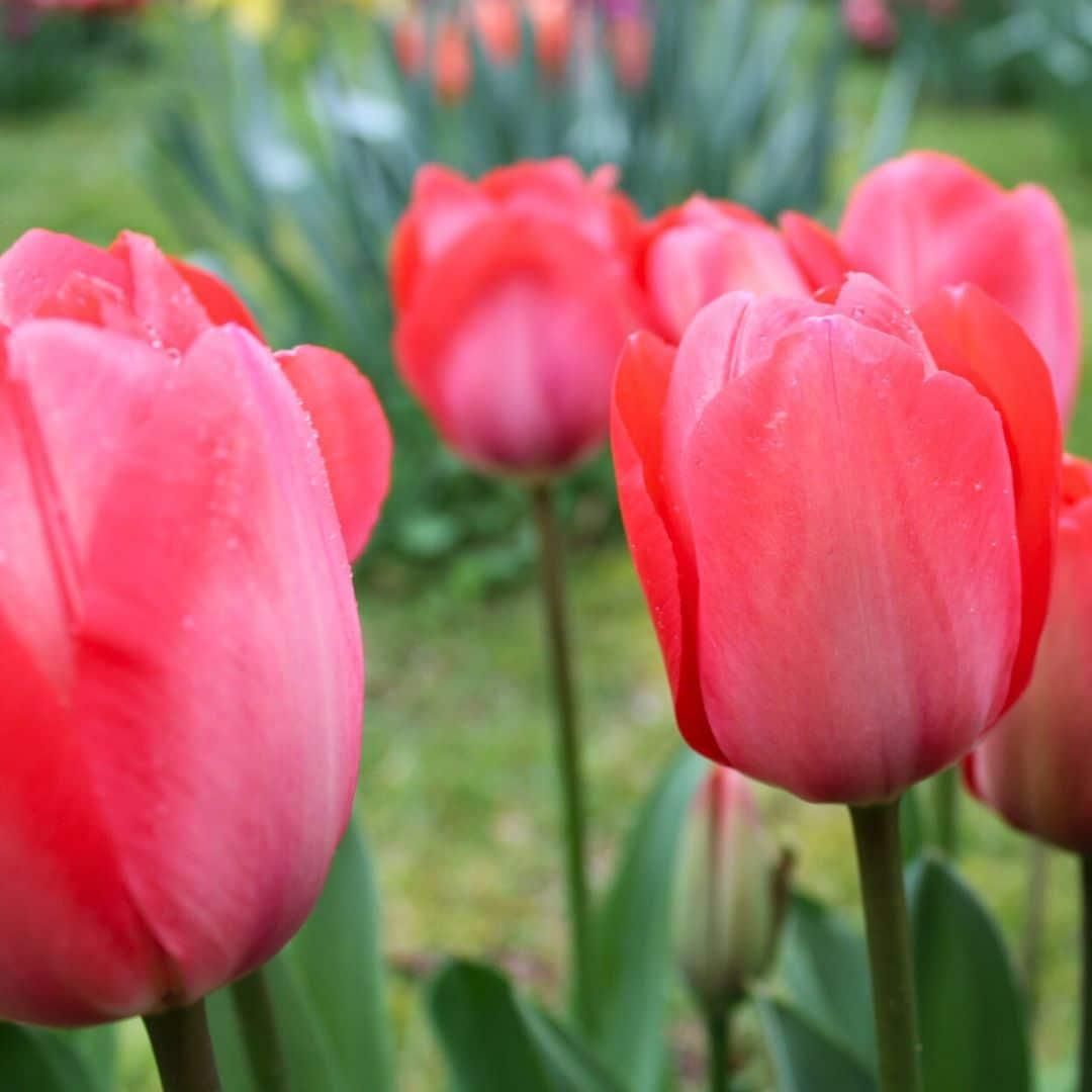 Flowerbulbs amsterdam Medium Lasting Wild Mix - Duurzame voordeelzak, 50 bloembollen voor 1 m2 bloemenpracht (8720938490910)