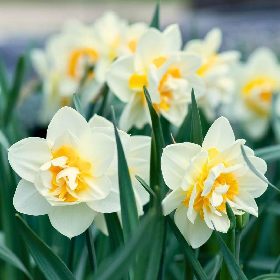 Flowerbulbs amsterdam Medium Lasting Wild Mix - Duurzame voordeelzak, 50 bloembollen voor 1 m2 bloemenpracht (8720938490910)