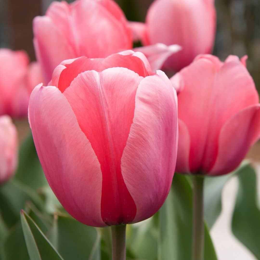 Flowerbulbs amsterdam Medium Lasting Wild Mix - Duurzame voordeelzak, 50 bloembollen voor 1 m2 bloemenpracht (8720938490910)