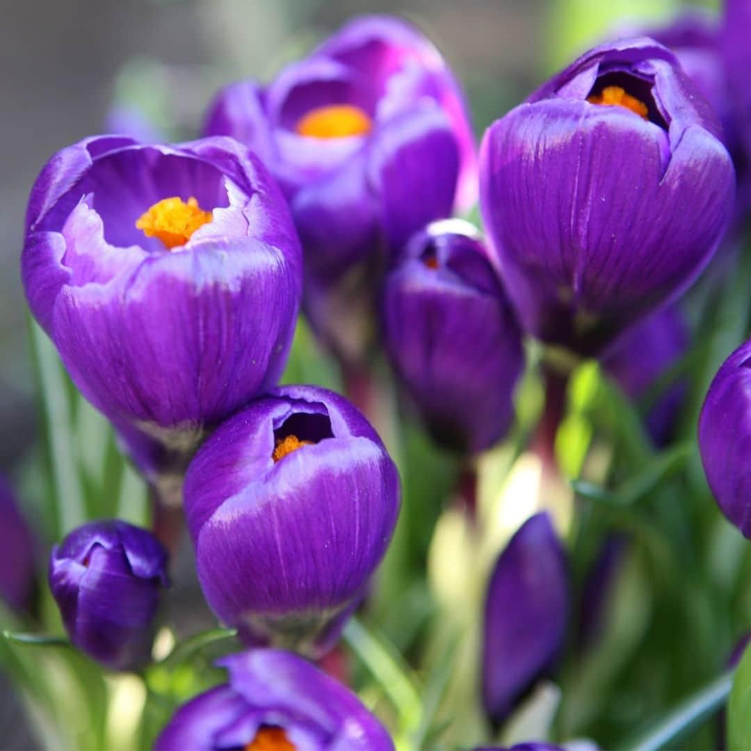 Flowerbulbs amsterdam Medium Lasting Wild Mix - Duurzame voordeelzak, 50 bloembollen voor 1 m2 bloemenpracht (8720938490910)