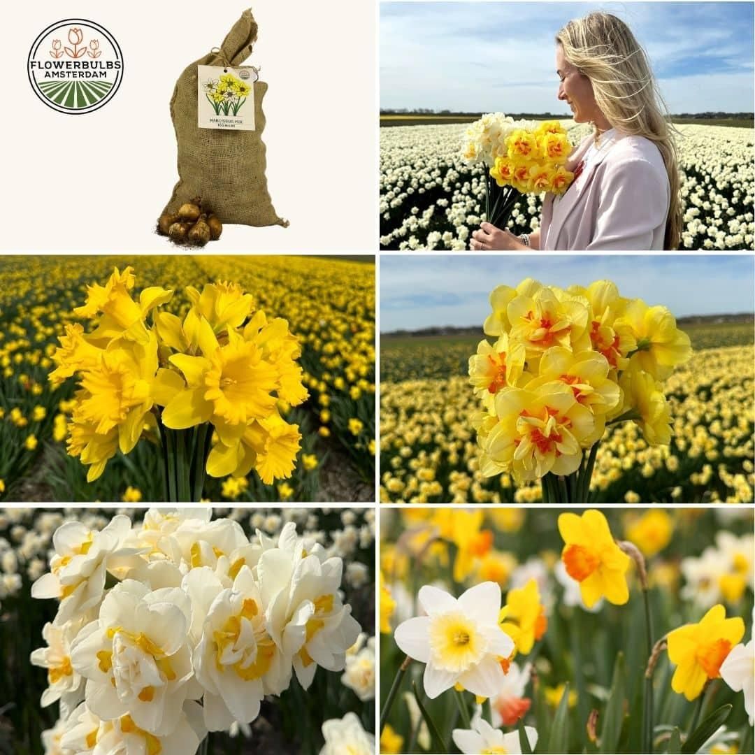 Flowerbulbs amsterdam Super Narcissus Mix - Duurzame voordeelzak, 100 bloembollen voor 2,5 m2 bloemenpracht - Maat 12/14 (8720938490880)