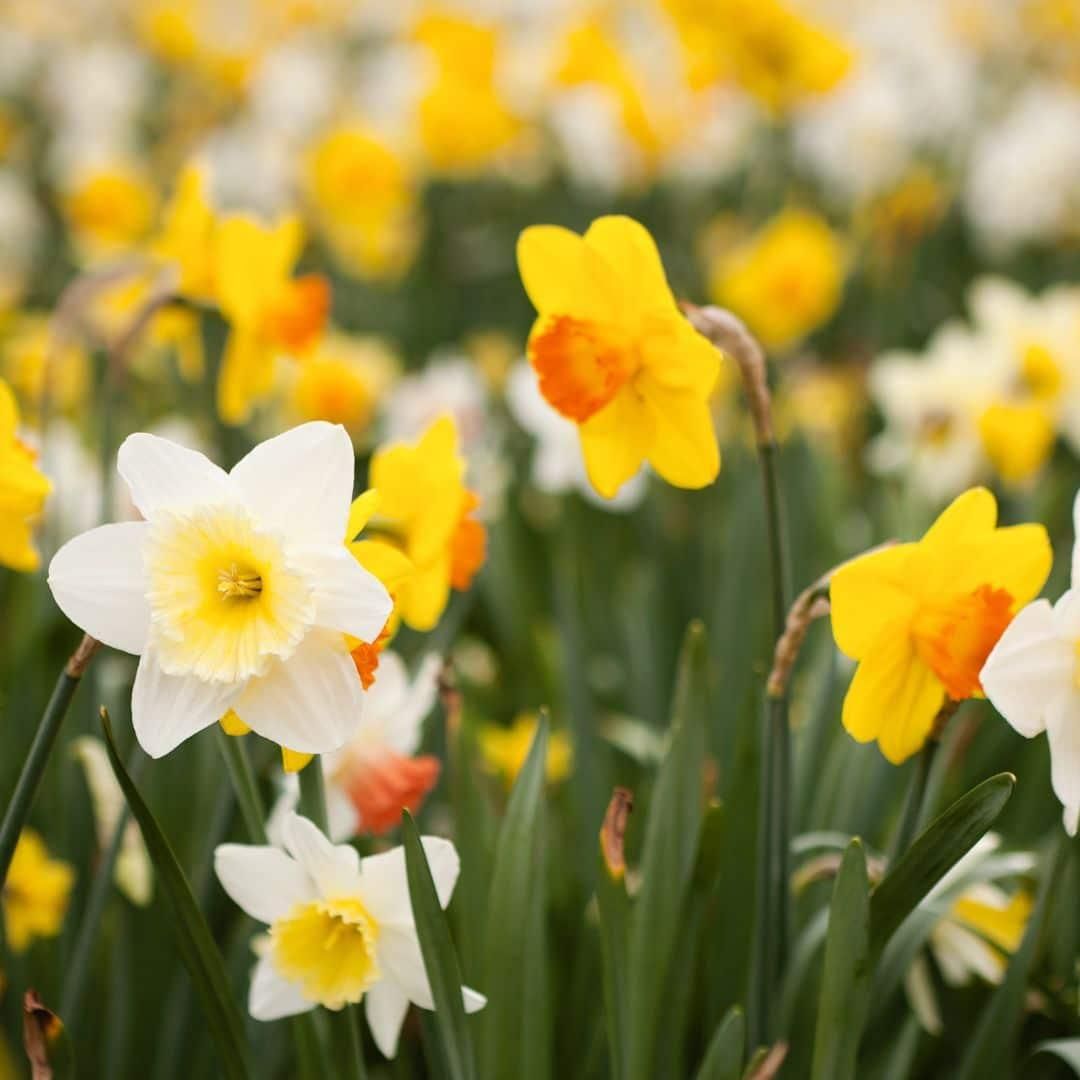 Flowerbulbs amsterdam Super Narcissus Mix - Duurzame voordeelzak, 100 bloembollen voor 2,5 m2 bloemenpracht - Maat 12/14 (8720938490880)