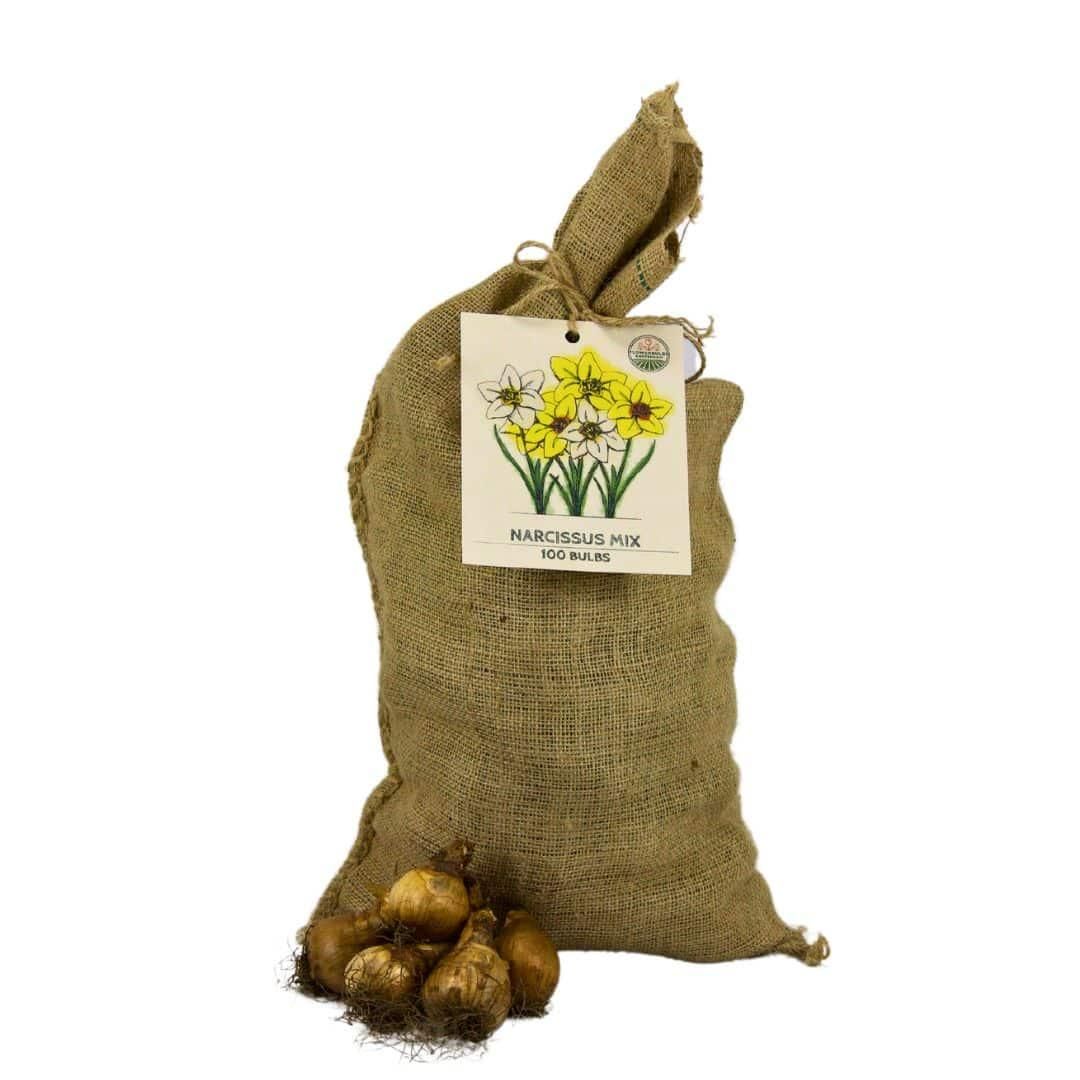 Flowerbulbs amsterdam Super Narcissus Mix - Duurzame voordeelzak, 100 bloembollen voor 2,5 m2 bloemenpracht - Maat 12/14 (8720938490880)