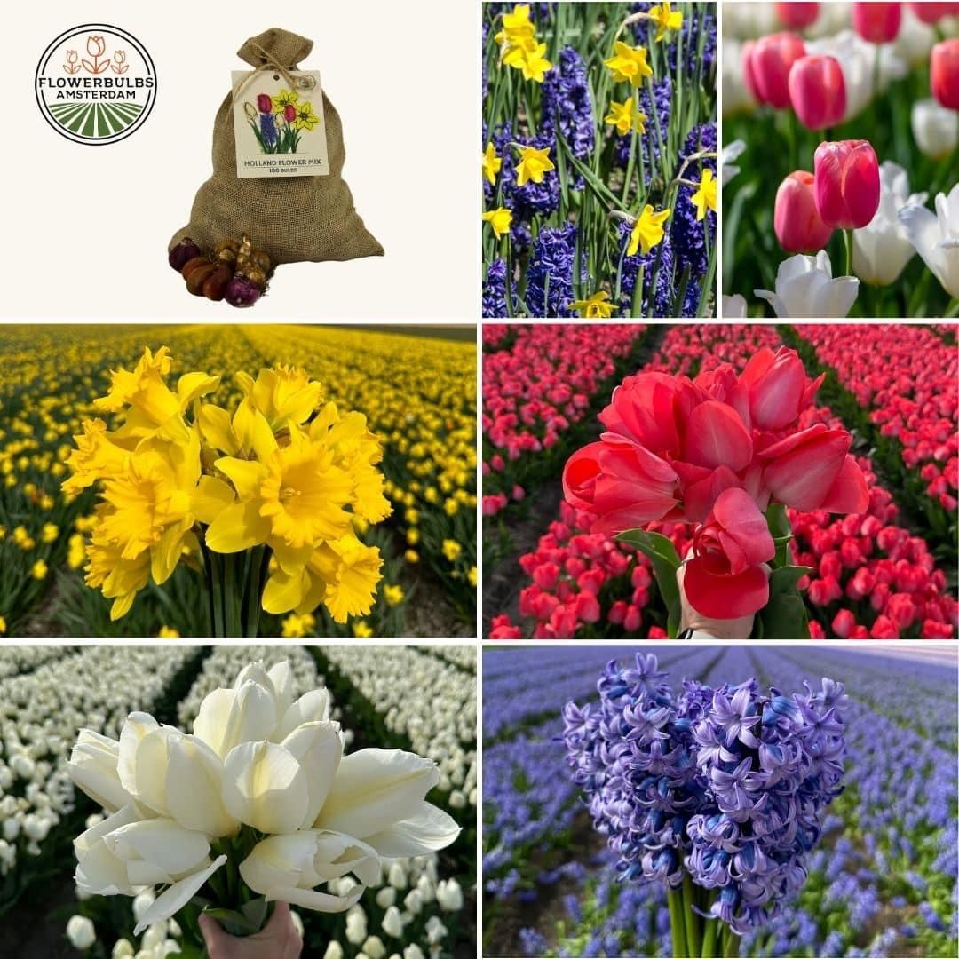 Flowerbulbs amsterdam Medium Holland Mix - Duurzame voordeelzak, 50 bloembollen voor 1 m2 bloemenpracht - Maat 12+ (8720938490897)