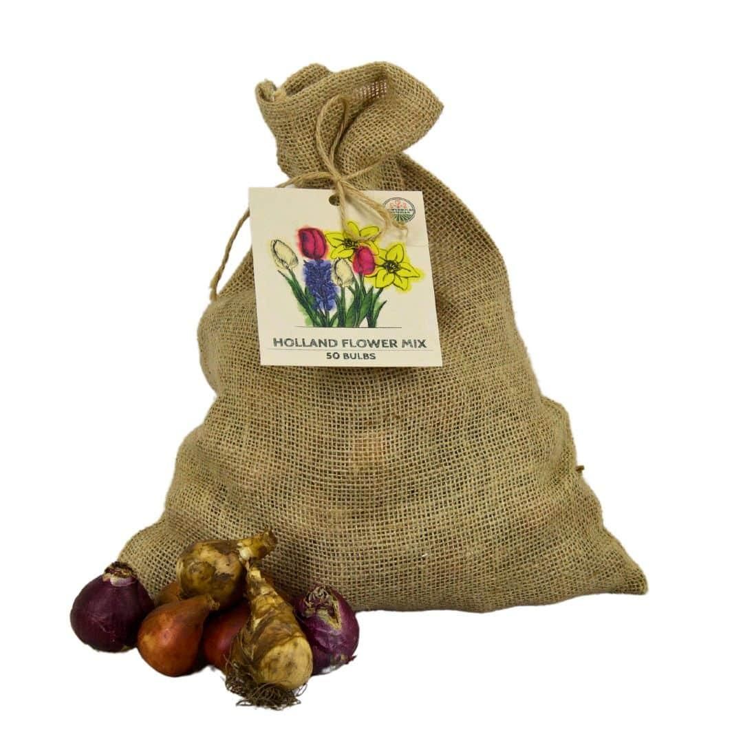 Flowerbulbs amsterdam Medium Holland Mix - Duurzame voordeelzak, 50 bloembollen voor 1 m2 bloemenpracht - Maat 12+ (8720938490897)