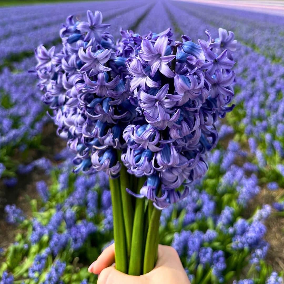 Flowerbulbs amsterdam Medium Holland Mix - Duurzame voordeelzak, 50 bloembollen voor 1 m2 bloemenpracht - Maat 12+ (8720938490897)