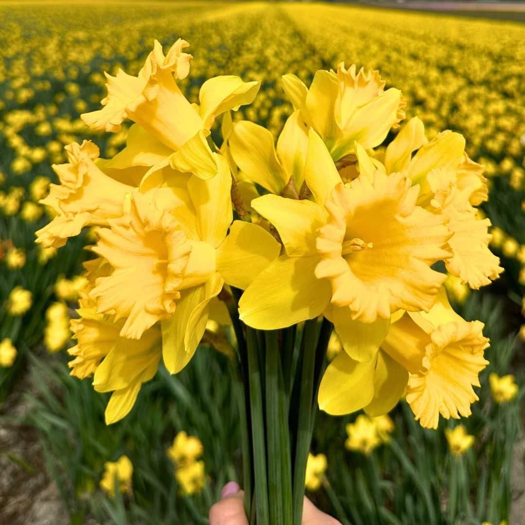 Flowerbulbs amsterdam Medium Holland Mix - Duurzame voordeelzak, 50 bloembollen voor 1 m2 bloemenpracht - Maat 12+ (8720938490897)
