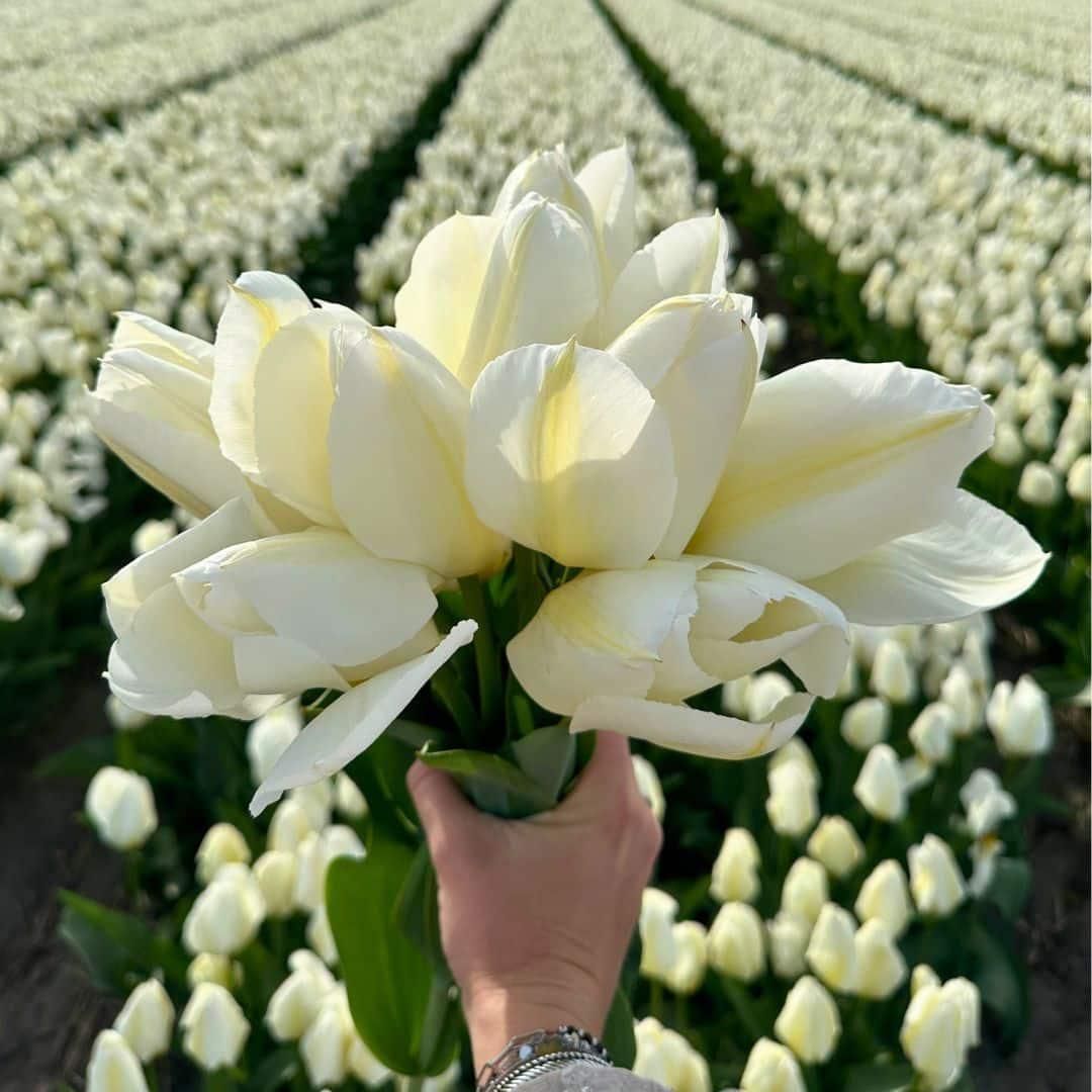 Flowerbulbs amsterdam Medium Holland Mix - Duurzame voordeelzak, 50 bloembollen voor 1 m2 bloemenpracht - Maat 12+ (8720938490897)