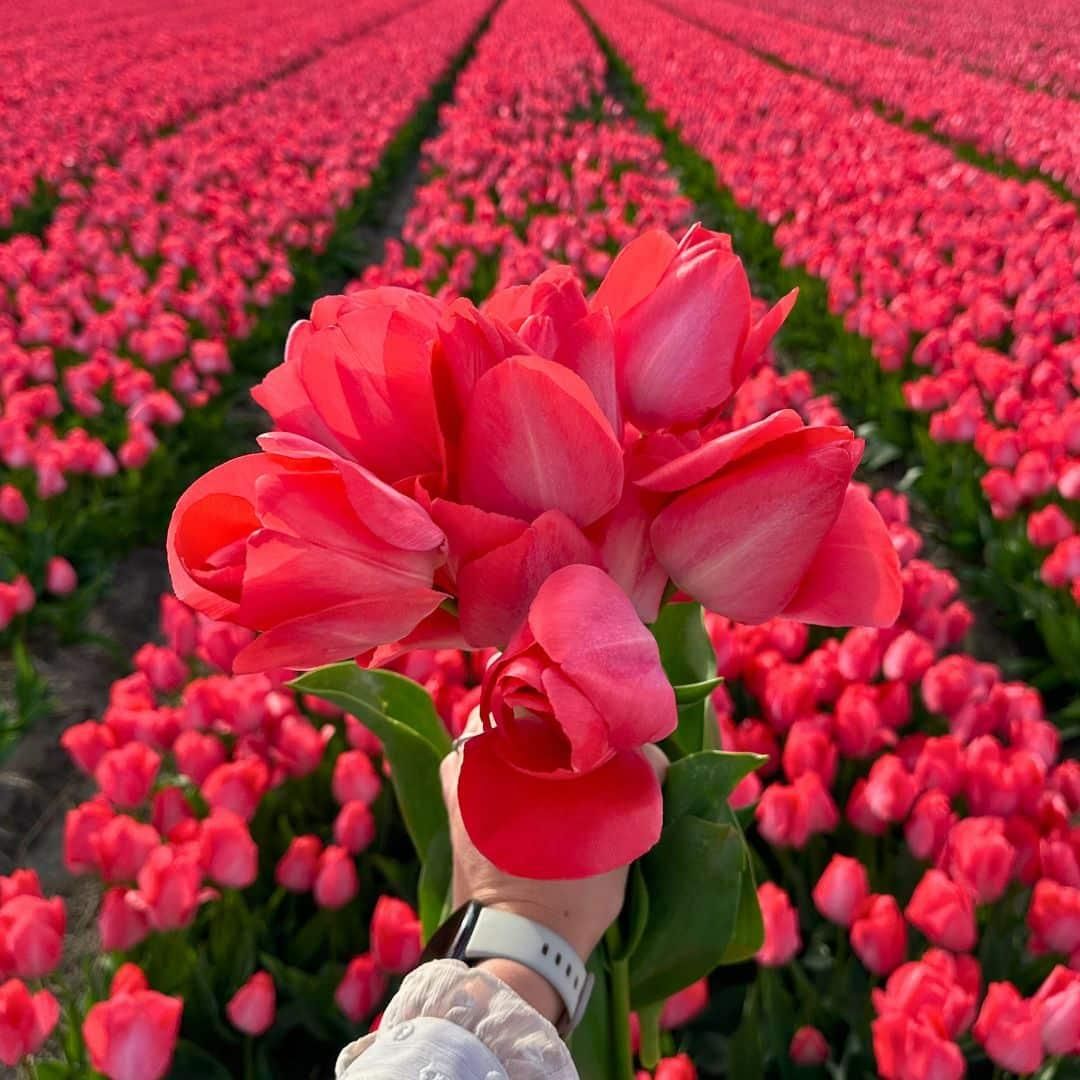 Flowerbulbs amsterdam Medium Holland Mix - Duurzame voordeelzak, 50 bloembollen voor 1 m2 bloemenpracht - Maat 12+ (8720938490897)