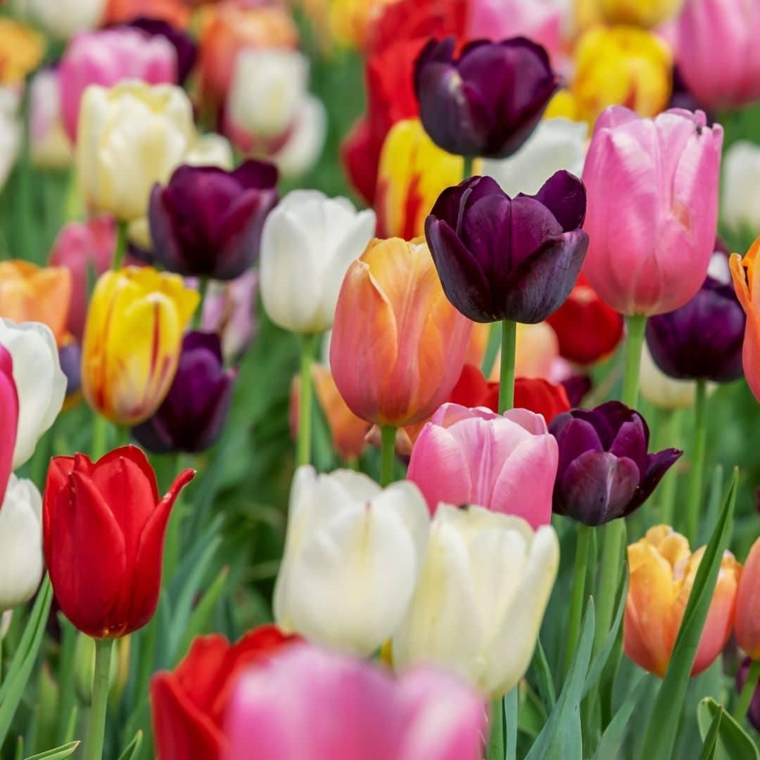 Flowerbulbs amsterdam Medium Tulip Mix - Duurzame voordeelzak, 50 bloembollen voor 1 m2 bloemenpracht - Maat 12+ (8720938490859)