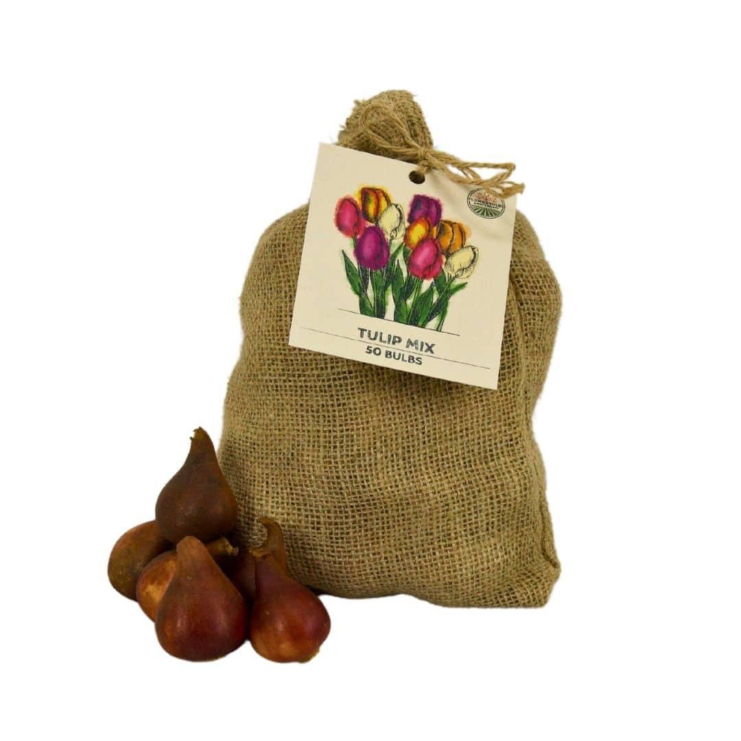 Flowerbulbs amsterdam Medium Tulip Mix - Duurzame voordeelzak, 50 bloembollen voor 1 m2 bloemenpracht - Maat 12+ (8720938490859)
