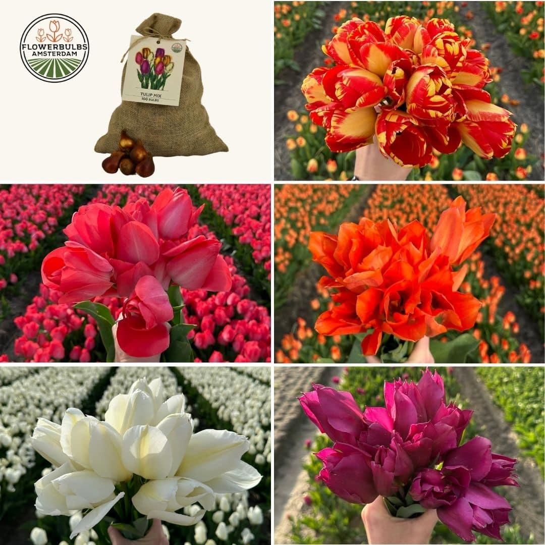 Flowerbulbs amsterdam Super Tulip Mix - Duurzame voordeelzak, 100 bloembollen voor 2,5 m2 bloemenpracht - Maat 12+ (8720938490866)