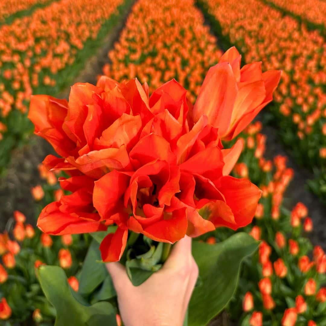 Flowerbulbs amsterdam Super Tulip Mix - Duurzame voordeelzak, 100 bloembollen voor 2,5 m2 bloemenpracht - Maat 12+ (8720938490866)