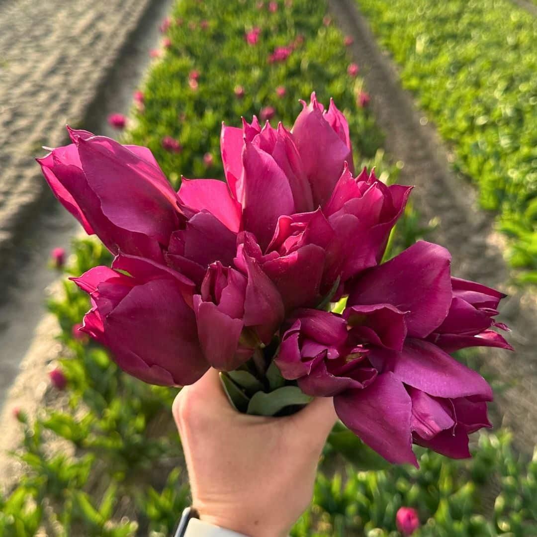 Flowerbulbs amsterdam Super Tulip Mix - Duurzame voordeelzak, 100 bloembollen voor 2,5 m2 bloemenpracht - Maat 12+ (8720938490866)