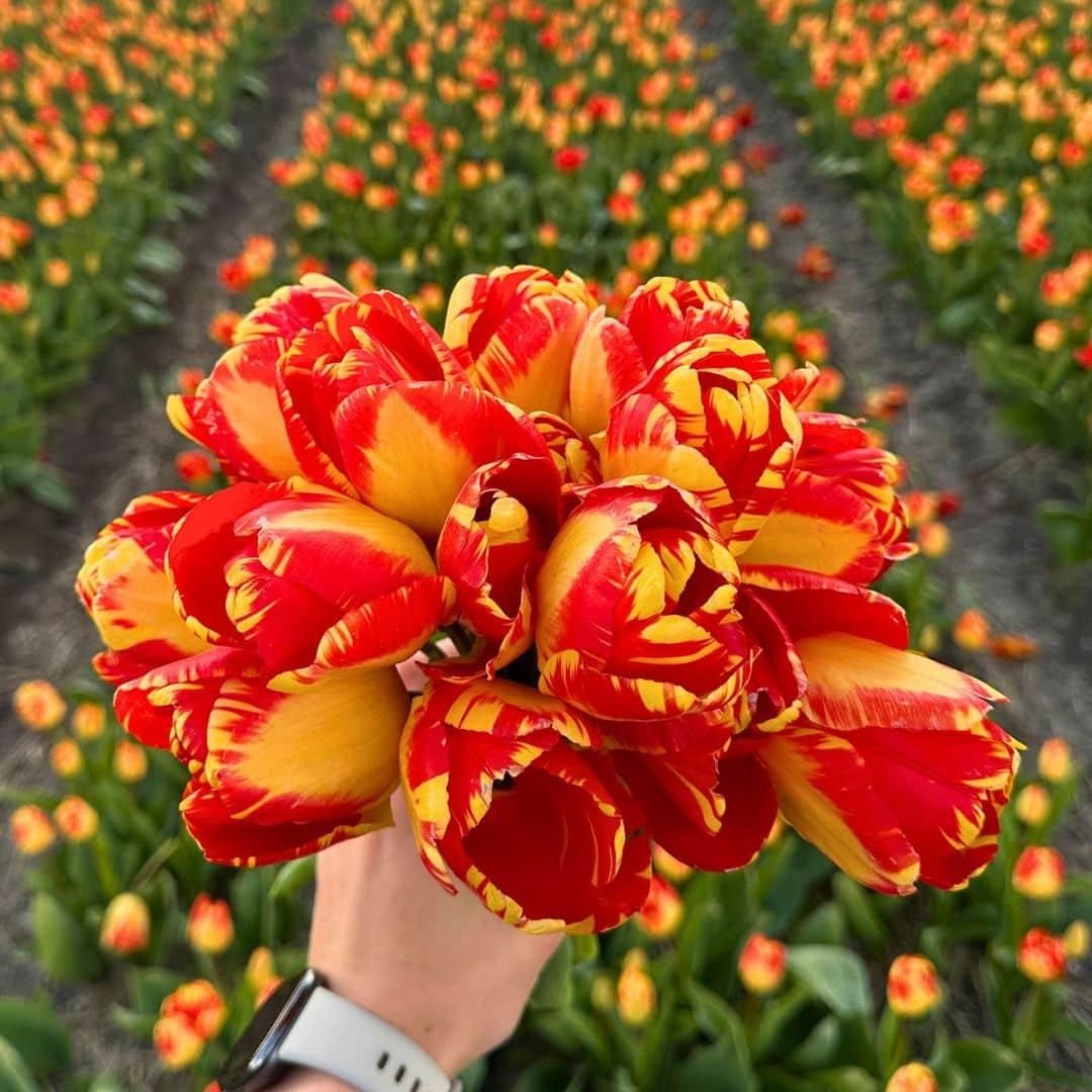 Flowerbulbs amsterdam Super Tulip Mix - Duurzame voordeelzak, 100 bloembollen voor 2,5 m2 bloemenpracht - Maat 12+ (8720938490866)