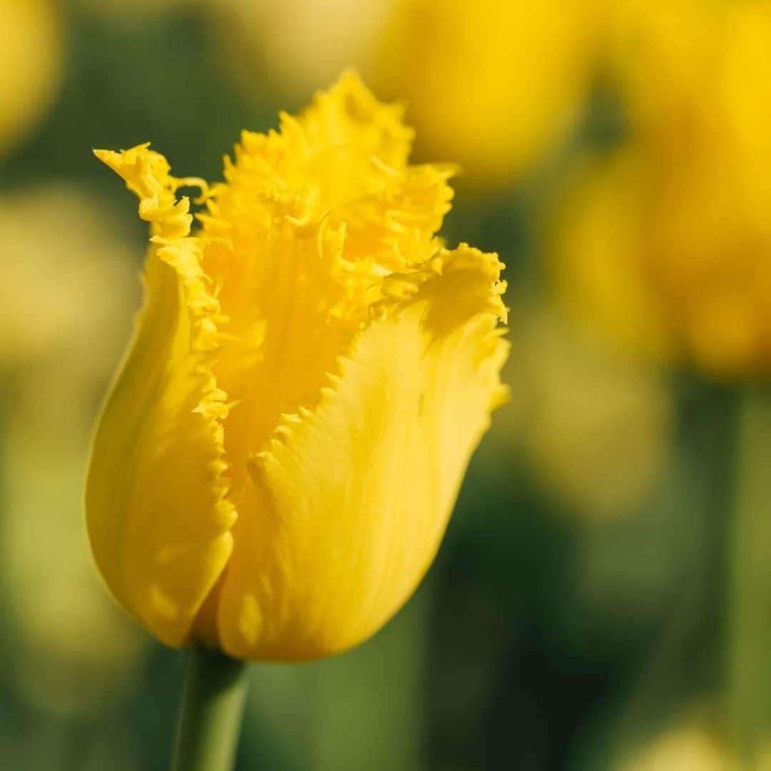Flowerbulbs amsterdam Dutch Tulip Mix - Luxe box medium, 40 bloembollen voor 1 m2 bloemenpracht - Maat 12+ (8720938490163)