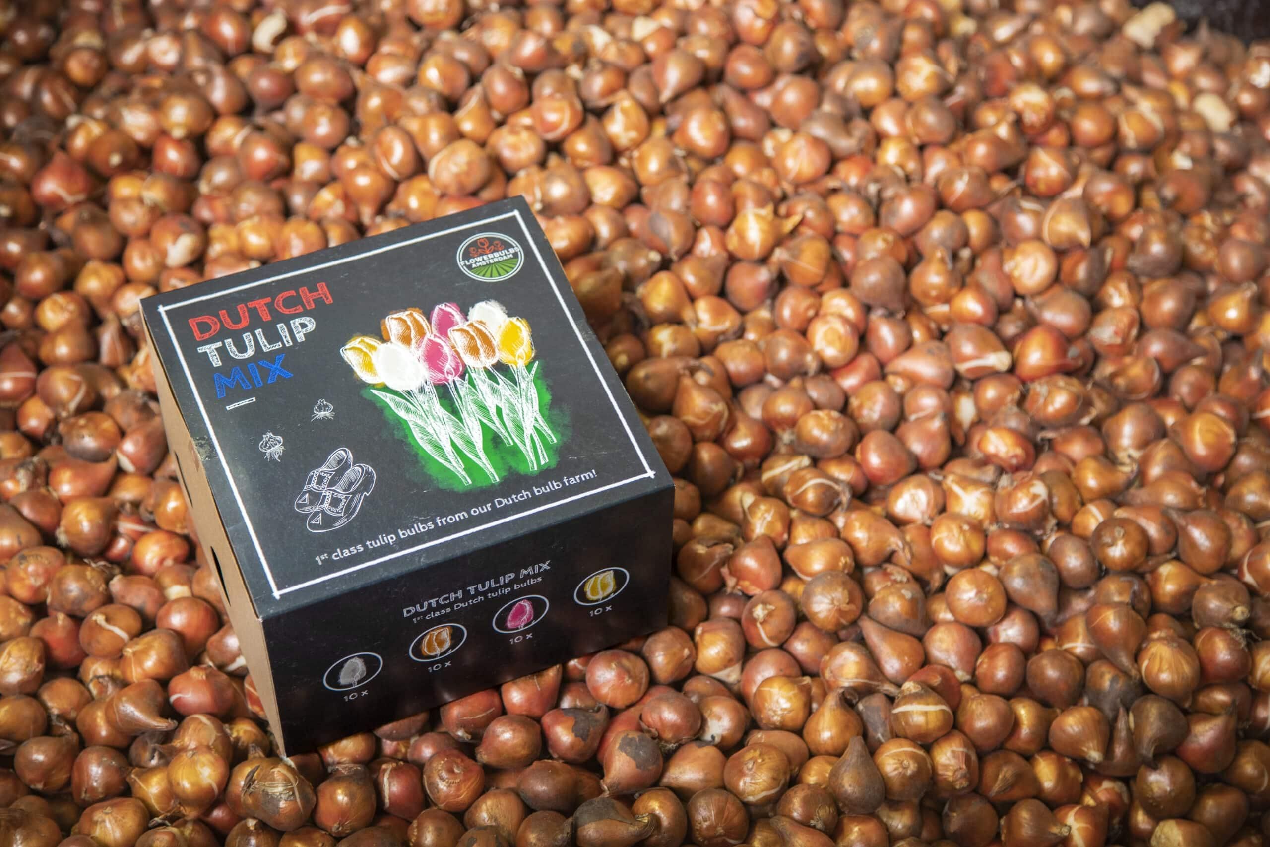 Flowerbulbs amsterdam Dutch Tulip Mix - Luxe box medium, 40 bloembollen voor 1 m2 bloemenpracht - Maat 12+ (8720938490163)