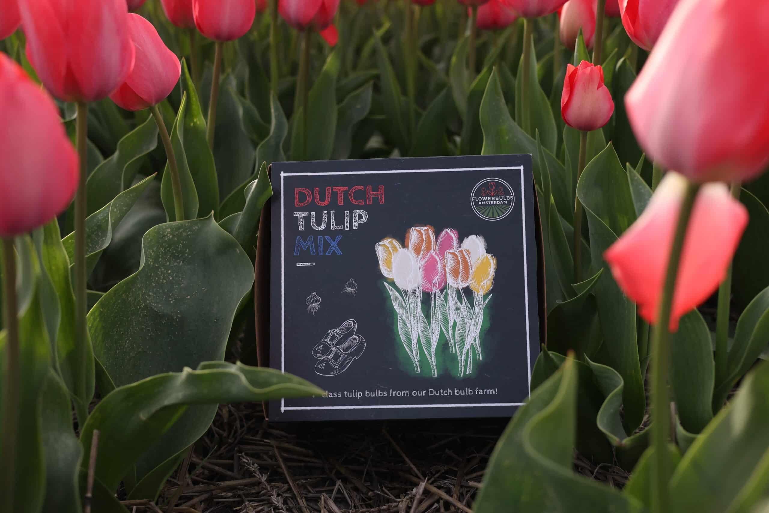 Flowerbulbs amsterdam Dutch Tulip Mix - Luxe box medium, 40 bloembollen voor 1 m2 bloemenpracht - Maat 12+ (8720938490163)