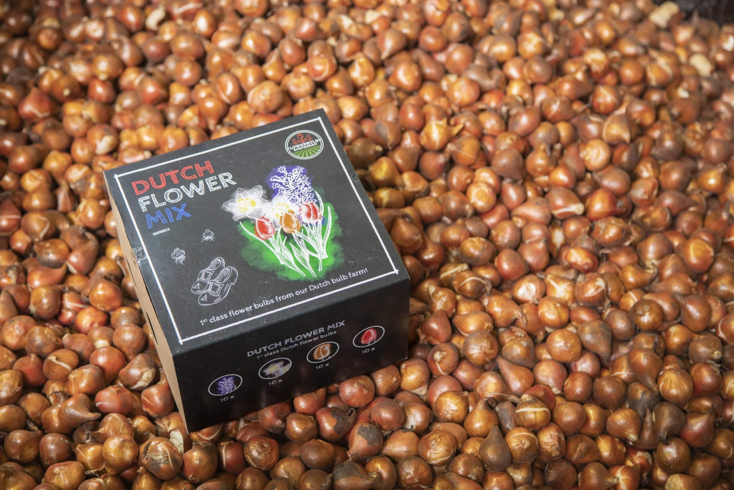 Flowerbulbs amsterdam Dutch Flower Mix - Luxe box medium, 40 bloembollen voor 1 m2 bloemenpracht - Maat 12+ (8720938490170)