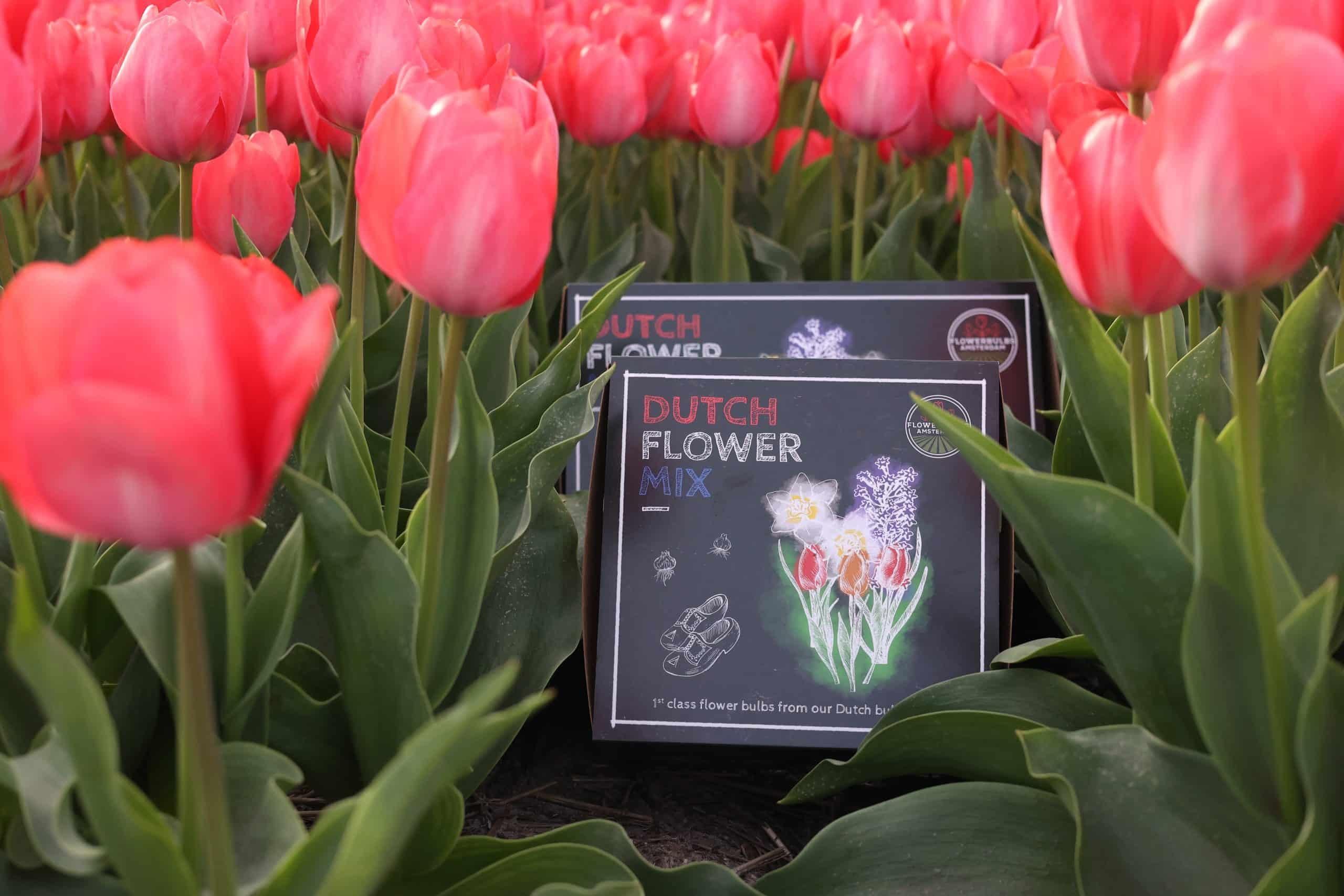 Flowerbulbs amsterdam Dutch Flower Mix - Luxe box medium, 40 bloembollen voor 1 m2 bloemenpracht - Maat 12+ (8720938490170)