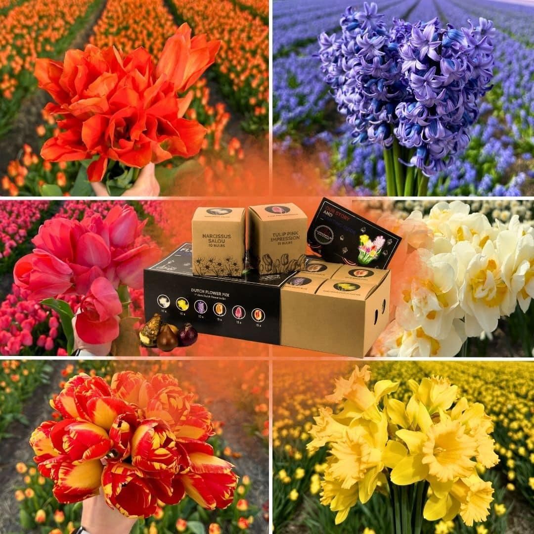 Flowerbulbs amsterdam Dutch Flower Mix - Luxe box large, 75 bloembollen voor 2 m2 bloemenpracht - Maat 12+ (8720938490194)