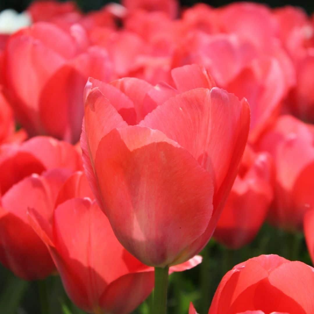 Flowerbulbs amsterdam Dutch Flower Mix - Luxe box large, 75 bloembollen voor 2 m2 bloemenpracht - Maat 12+ (8720938490194)